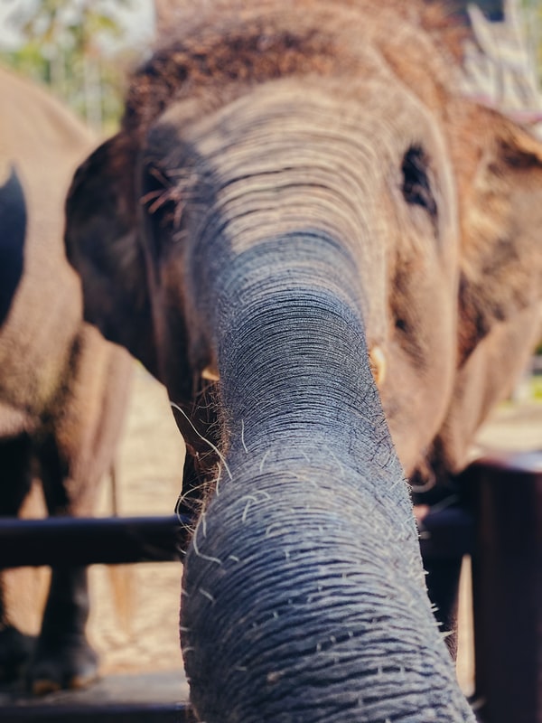 Luxury safari through Uganda – 18 days
